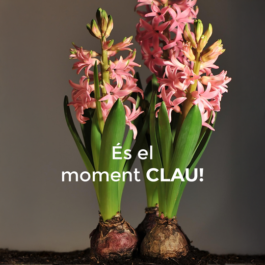 FLORS A LA PRIMAVERA? 🌸 Planta els teus Bulbs ARA!