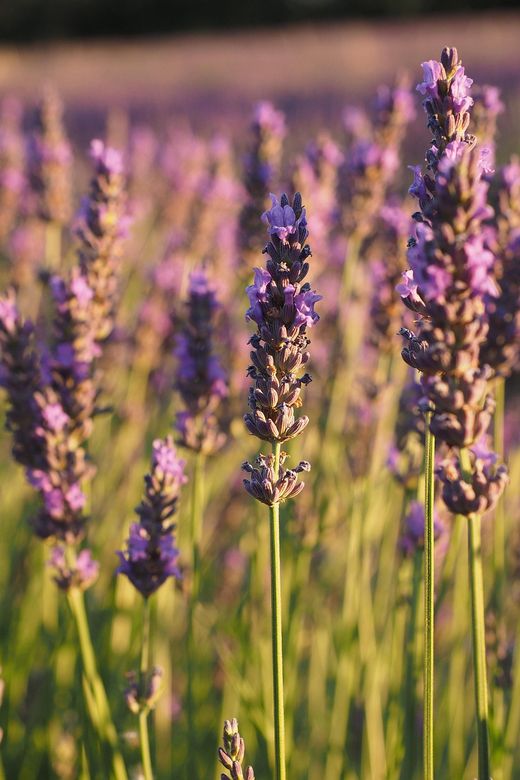🌿💜 Qui pot resistir-se a l’encant de l’espígol?