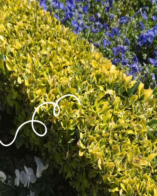 🌿 EUONYMUS: LA PLANTA QUE SEMPRE GUANYA!