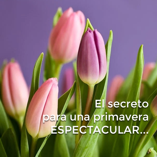 🌸 El secreto para una primavera ESPECTACULAR se planta AHORA. 🌸