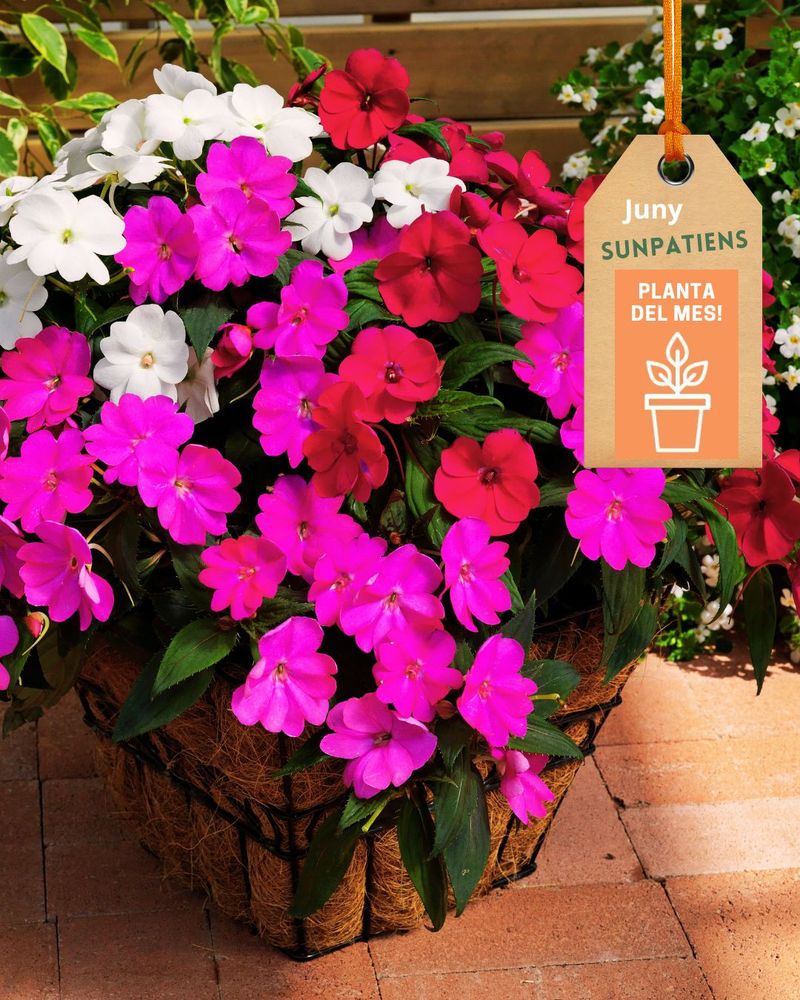🌞 SUNPATIENS: la reina de l'estiu! 🌸