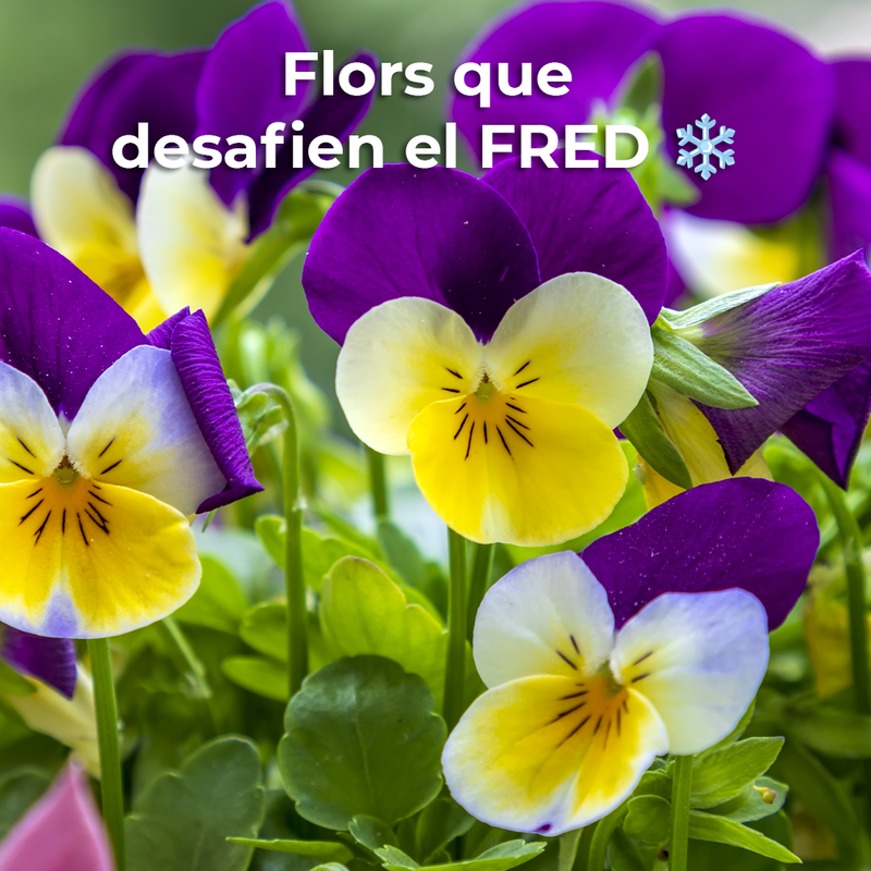 🌸 FLORS QUE DESAFIEN EL FRED ❄️