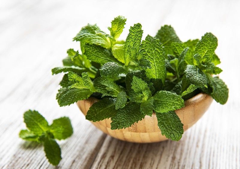 Menta: Frescura y Protección en una Hoja