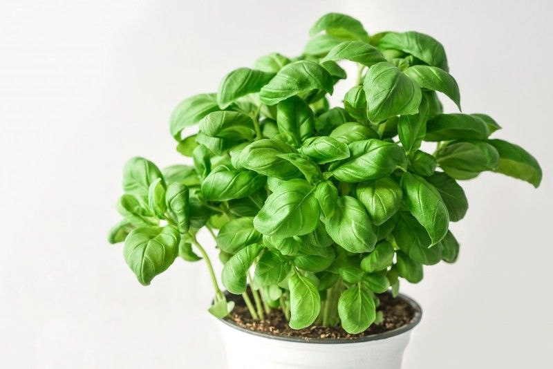 Albahaca: El Toque Gourmet y tu Defensa Natural