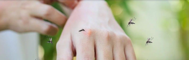 El Problema de los Mosquitos en Verano