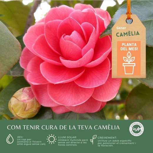 🌸✨ La Camèlia: L'elegància de l'hivern 🌿❄️