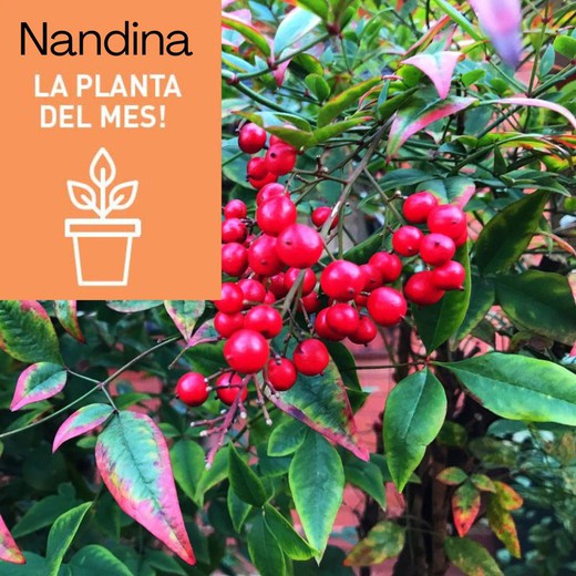 🍂✨ NANDINA: LA JOIA DE LA TARDOR I HIVERN ✨🍂