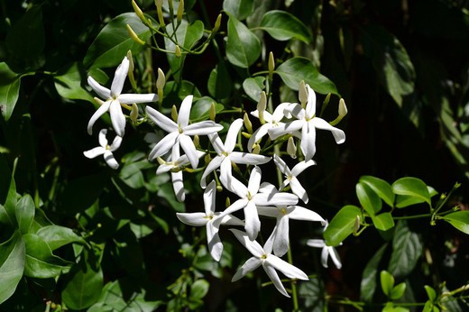 Tanca els ulls. ¿Sents aquesta aroma?