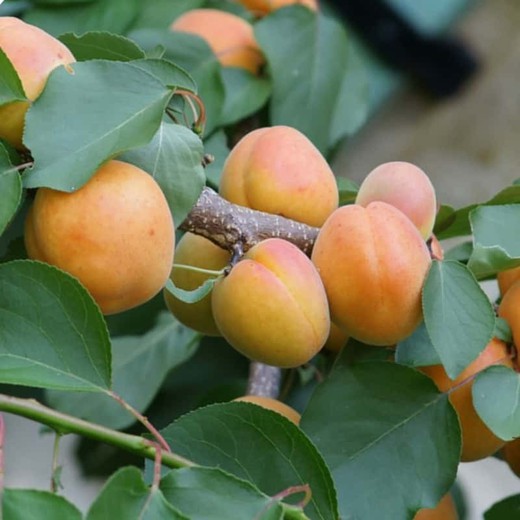 ALBARICOQUE  BERGERON Prunus armeniaca 4/6 C-19