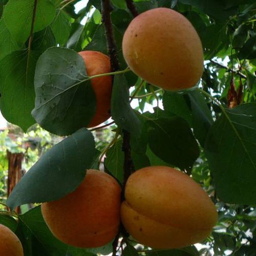 ALBARICOQUE Colomer  Prunus armeniaca 6/8 C-25