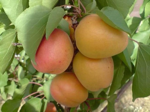 ALBARICOQUE CANINO Prunus armeniaca 6/8 C-25