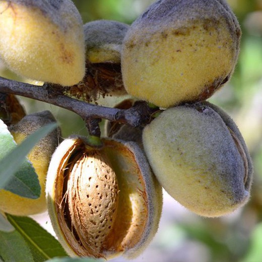 ALMENDRO DESMAYO - LLARGUETA Prunus dulcis 6/8 C-25