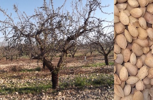 ALMENDRO MOLLAR Prunus dulcis 6/8 C-25