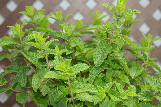 Menta Suaveolens M-13