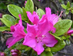 AZALEA JAPONICA 19/40 EXTRA — GUAL | Garden Online