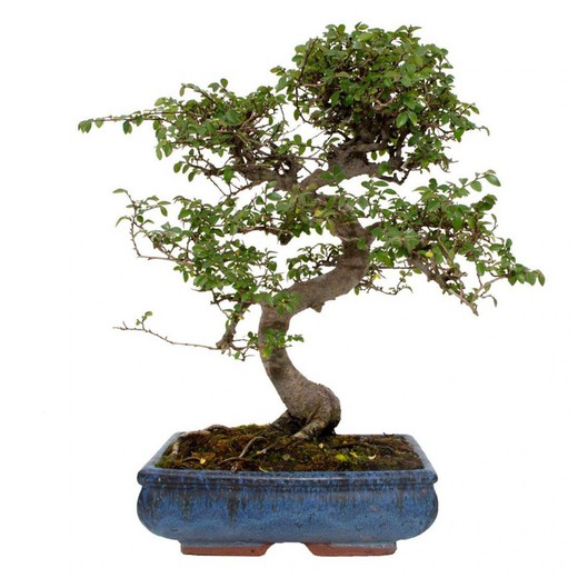 Bonsai 10 años Zelkova parvifolia