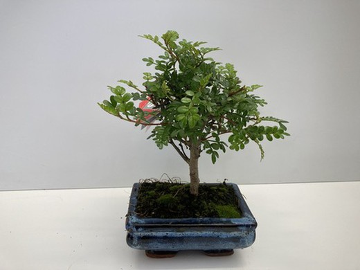 Bonsai 5 años zanthoxilum piperitum