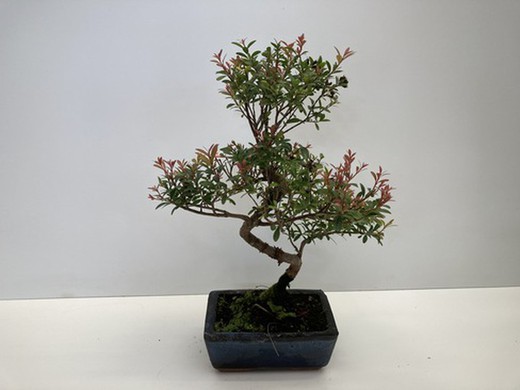 Bonsai 6 años syzigium buxifolium