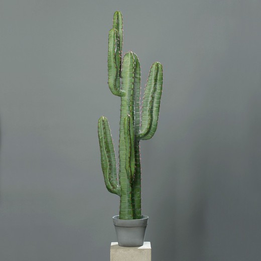 Cactus Valle de la Muerte, 114cm