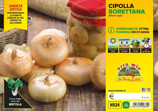 Cebolla Amarilla Borettana 12 Plantas en Pack