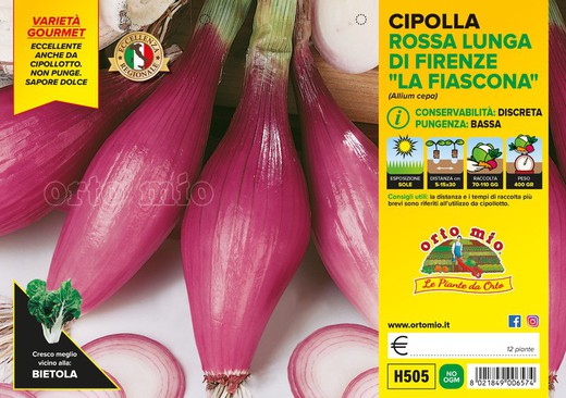 Cebolla Roja Larga Fiascona 12 Plantas en Pack