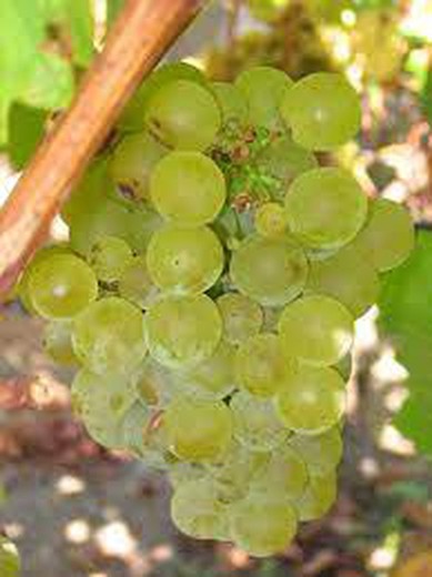 Cepa Pie Bajo - uva para vino C-19 Suavignon