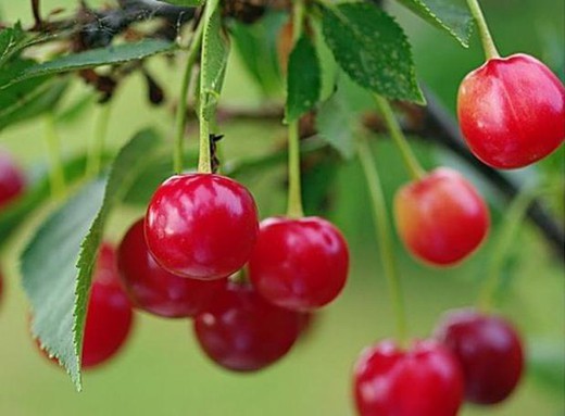 CEREZO CRISTOBALINA Prunus cerasus  4/6 C-19