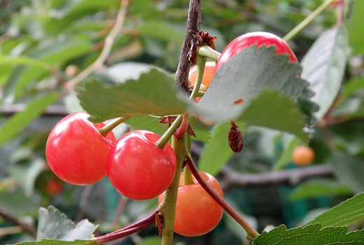 CEREZO GUINDO Prunus cerasus 6/8 C-25