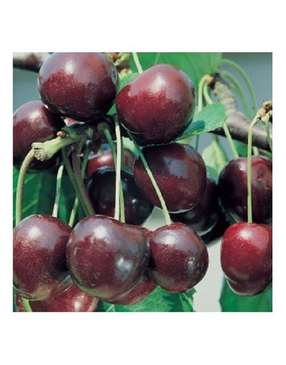 Árboles frutales — GUAL | Garden Online