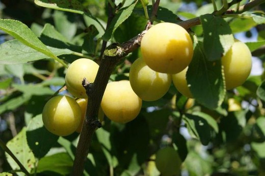 CIRUELO MIRABELLE DE NANCY Prunus domestica 6/8 C-25