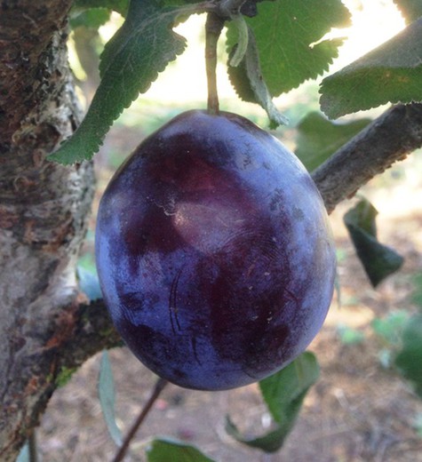 CIRUELO MONSTRUOSA INGLATERRA Prunus domestica 6/8 C-25