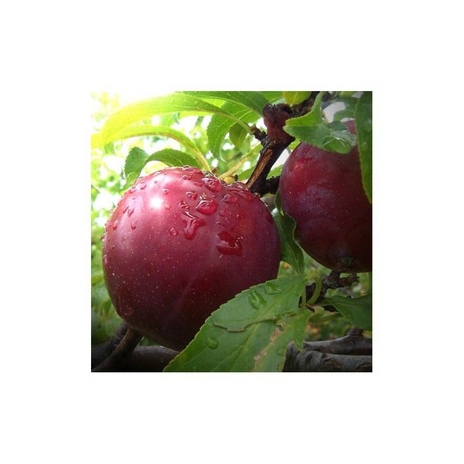 CIRUELO SANTA ROSA Prunus domestica 6/8 C-25