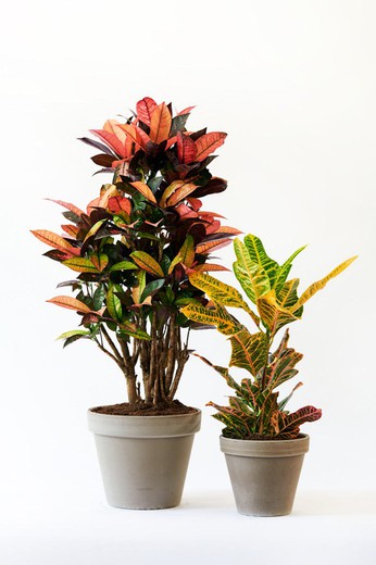 Croton petra c-17 / 60 cm altura