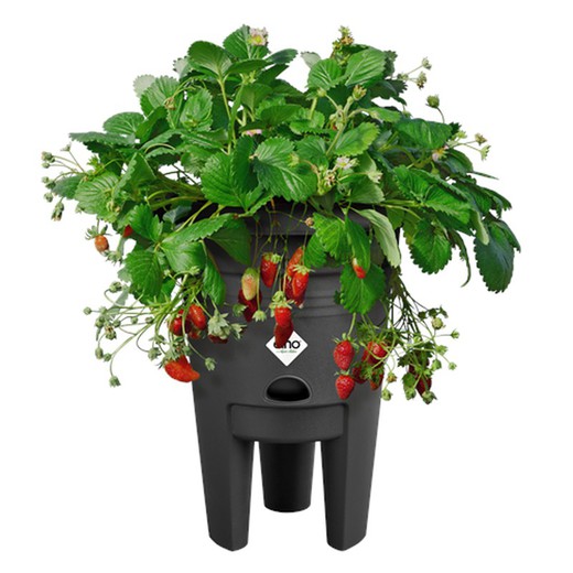 Elho Green Basics Sytrawberry Pot 33cm Negro