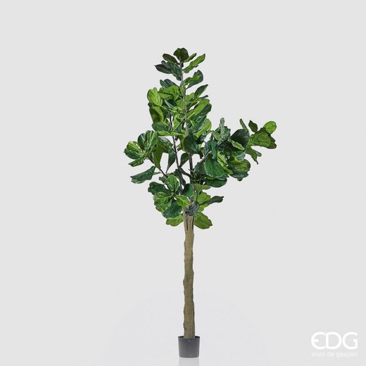 Ficus Lyr. Planta c/vaso H275 (144FG) B8 Verde