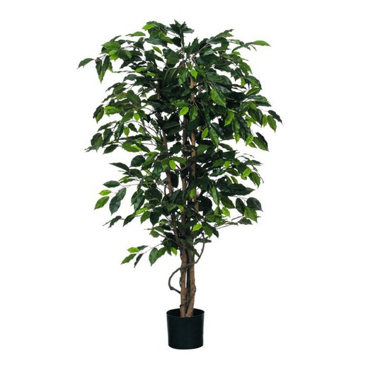 Ficus verde en maceta de plástico - h150xd85cm