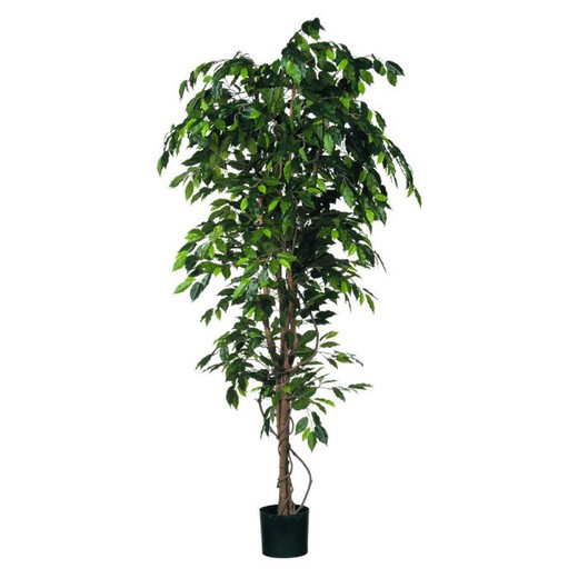 Ficus verde en maceta de plástico -  H210XD100CM