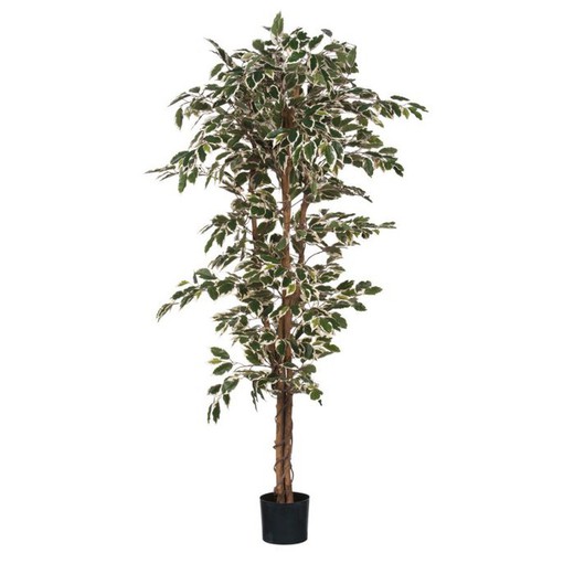 Ficus verde jaspeado en maceta de plástico - h180xd90cm