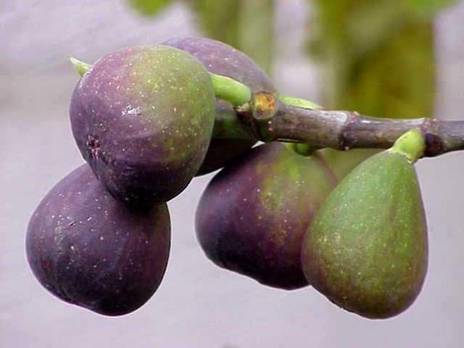 HIGUERA BREVA BLANCA Ficus carica 6/8 C-25