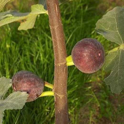 HIGUERA DAUPHINE Ficus carica 6/8 C-25