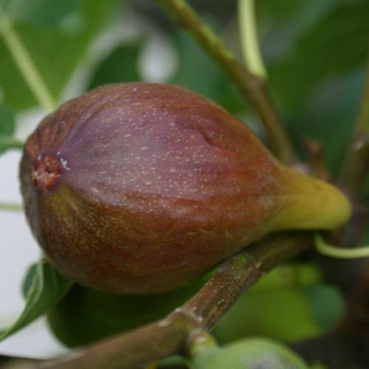 HIGUERA GOUTTE D'OR Ficus carica 6/8 C-25