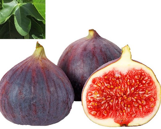 HIGUERA NAPOLITANA Ficus carica 6/8 C-25