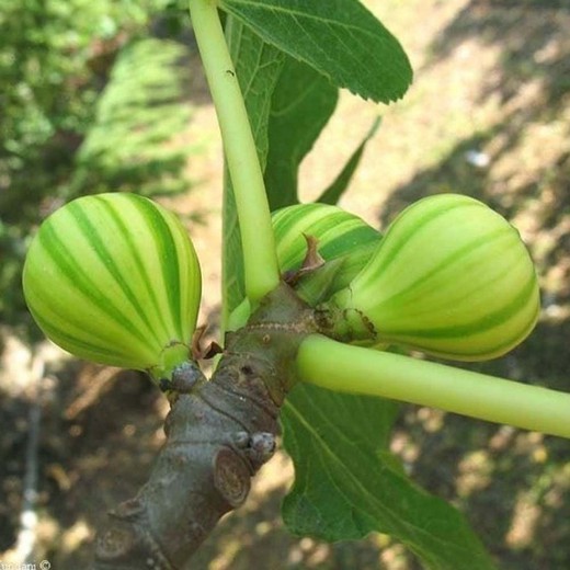 HIGUERA  PANACHE Ficus carica 6/8 C-25