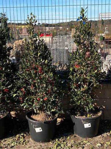 Ilex aquifolium nellie stevens c-50 lt 125/150