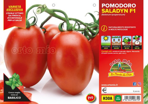 Tomate De Salsa Rossano 6 Plantas En Pack