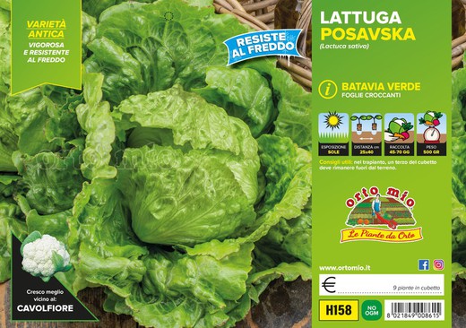 Lechuga Batavia Verde Oscuro Posavska 9 Plantas en Pack