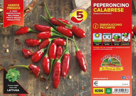 Pimiento Picante Calabrese Diavolicchio 6 Plantas en Pack