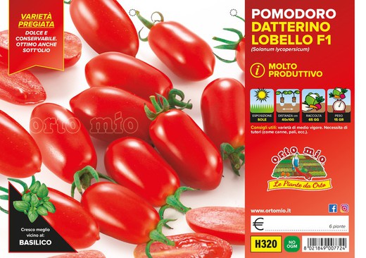 Tomate Adatilado Lobello 6 Plantas En Pack