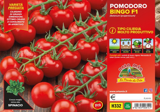 Tomate Pachino Bingo 6 Plantas en Pack