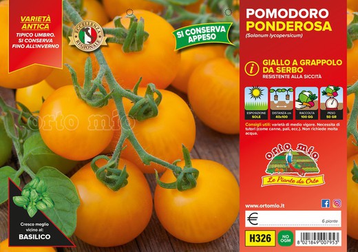 Tomate Ponderosa Amarillo 6 Plantas en Pack